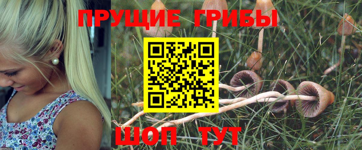 Галлюциногенные грибы Psilocybe  Кострома 